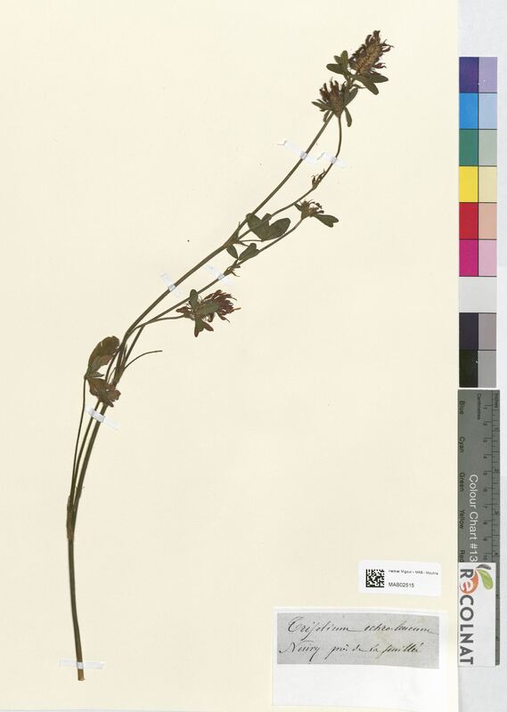 Trifolium ochroleucum (Fabaceae)