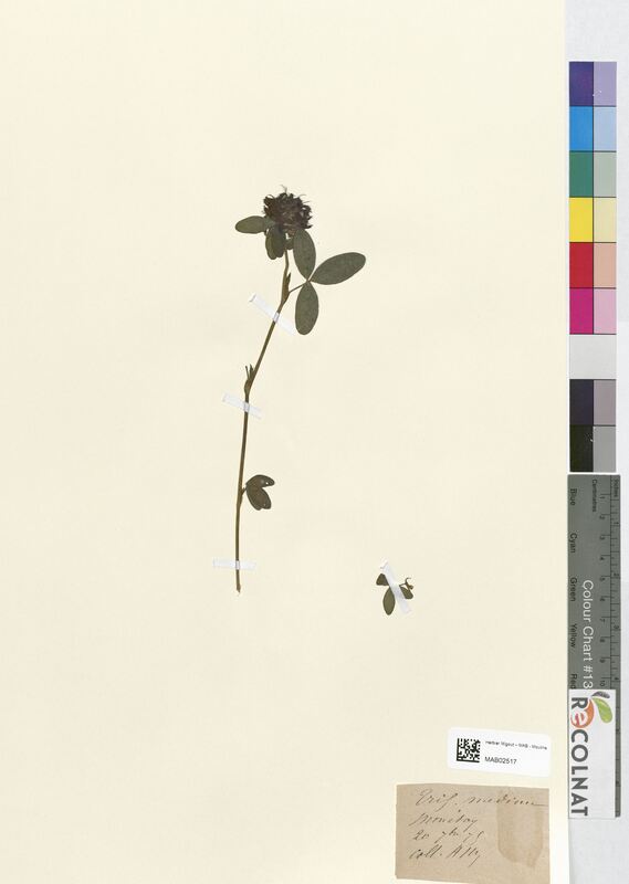 Trifolium medium (Fabaceae)