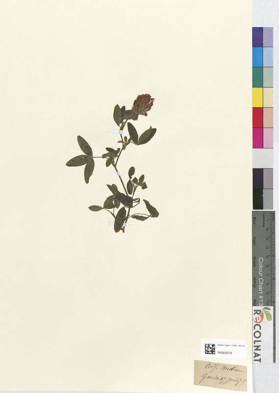 Trifolium medium (Fabaceae)