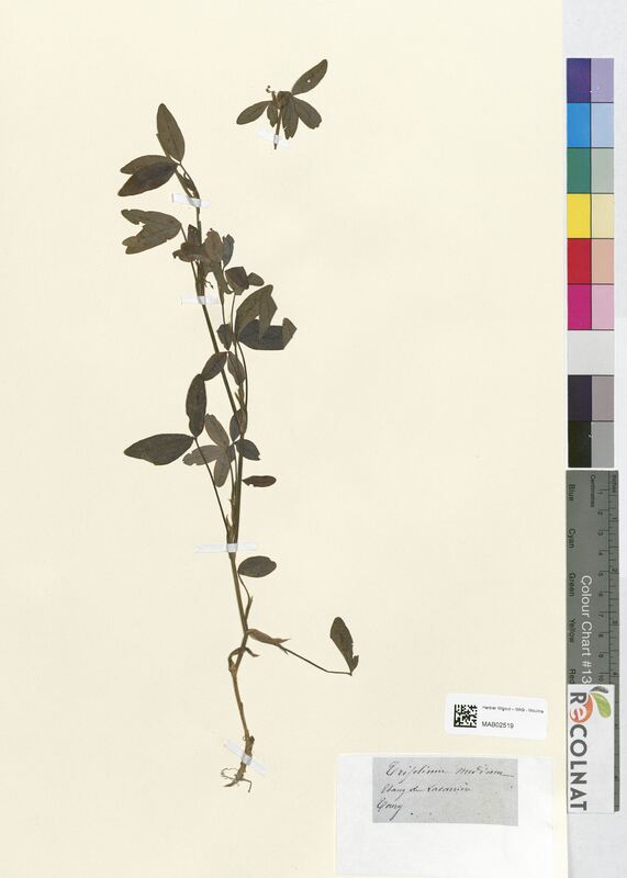 Trifolium medium (Fabaceae)