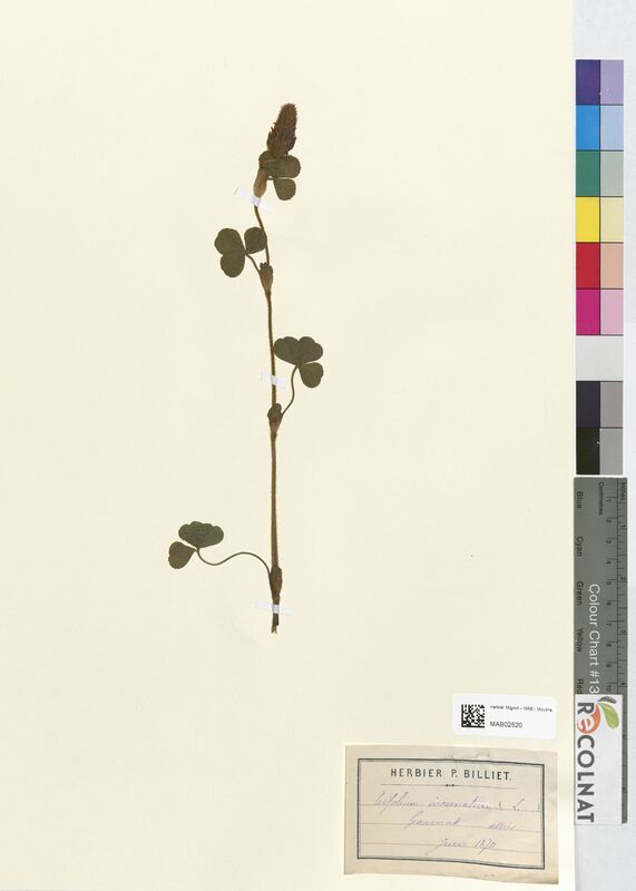 Trifolium incarnatum (Fabaceae)