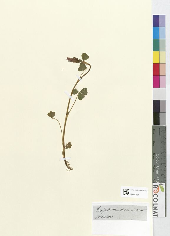 Trifolium incarnatum (Fabaceae)