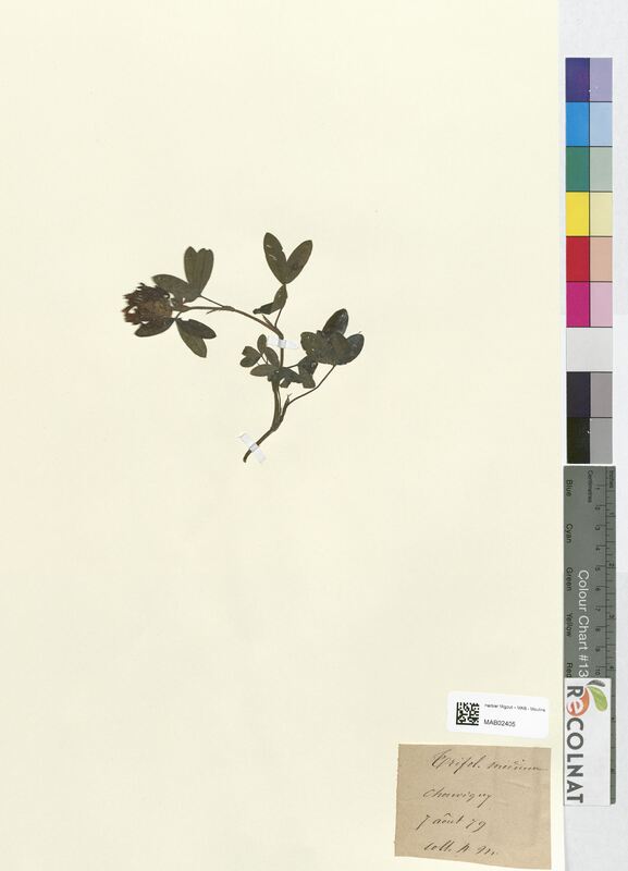 Trifolium medium (Fabaceae)