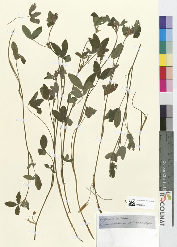 Trifolium medium (Fabaceae)