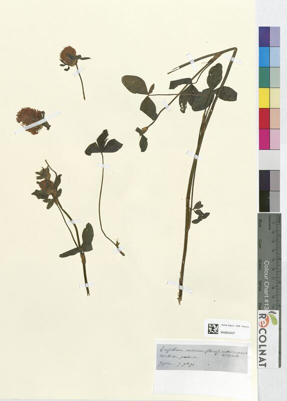 Trifolium sativum (Fabaceae)