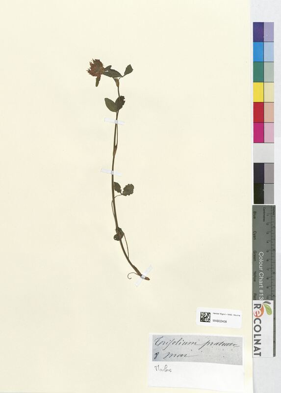 Trifolium pratense (Fabaceae)