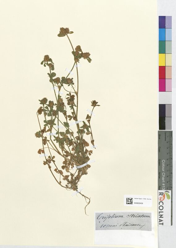 Trifolium striatum (Fabaceae)