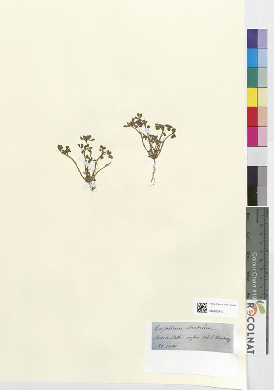 Trifolium scabrum (Fabaceae)