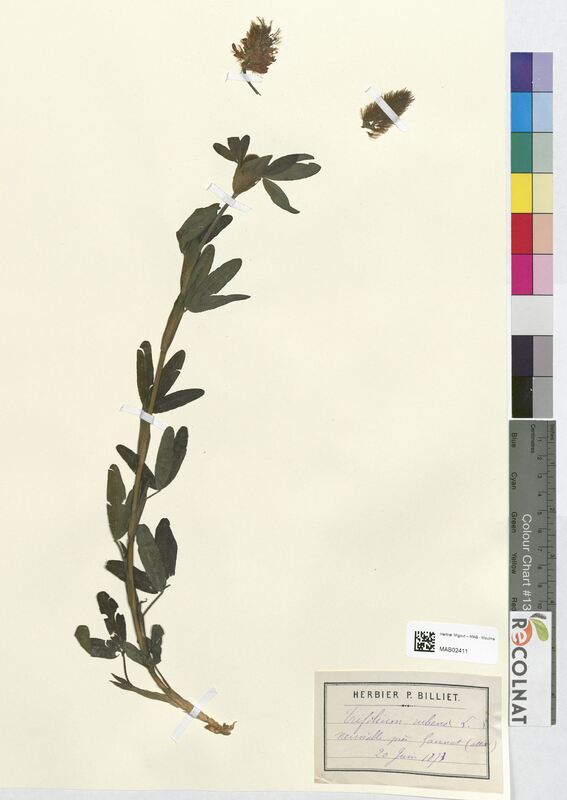 Trifolium rubens (Fabaceae)