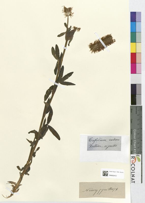 Trifolium rubens (Fabaceae)