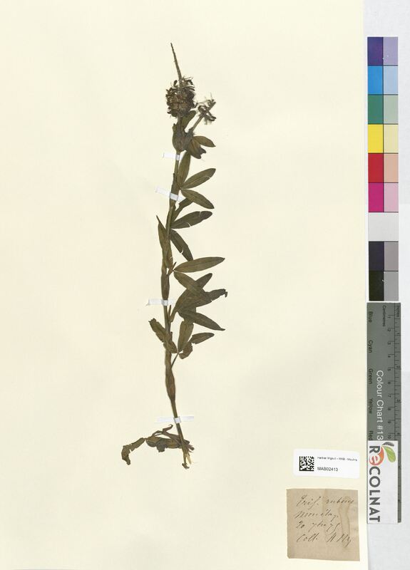 Trifolium rubens (Fabaceae)