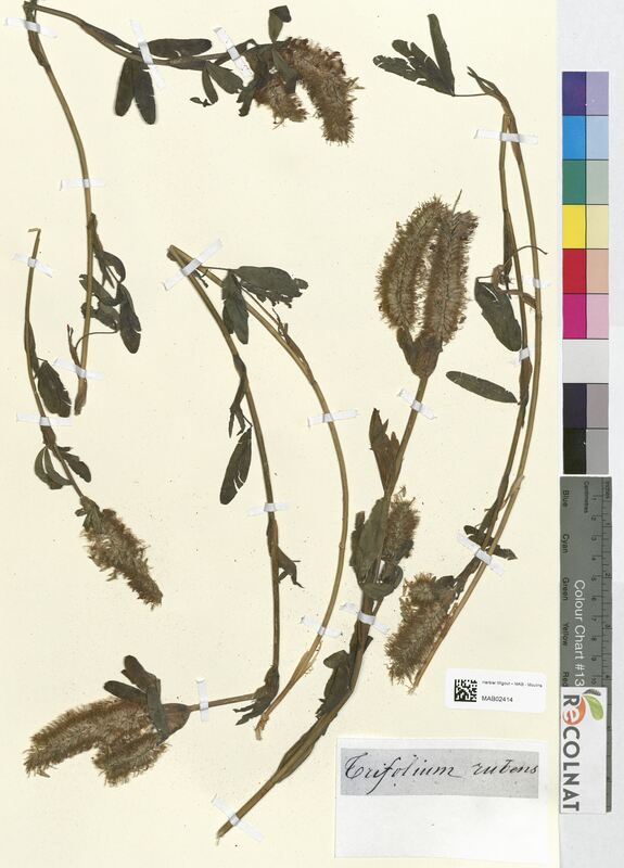 Trifolium rubens (Fabaceae)