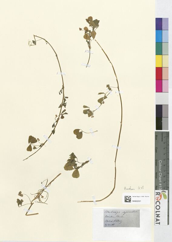 Medicago apiculata (Fabaceae)