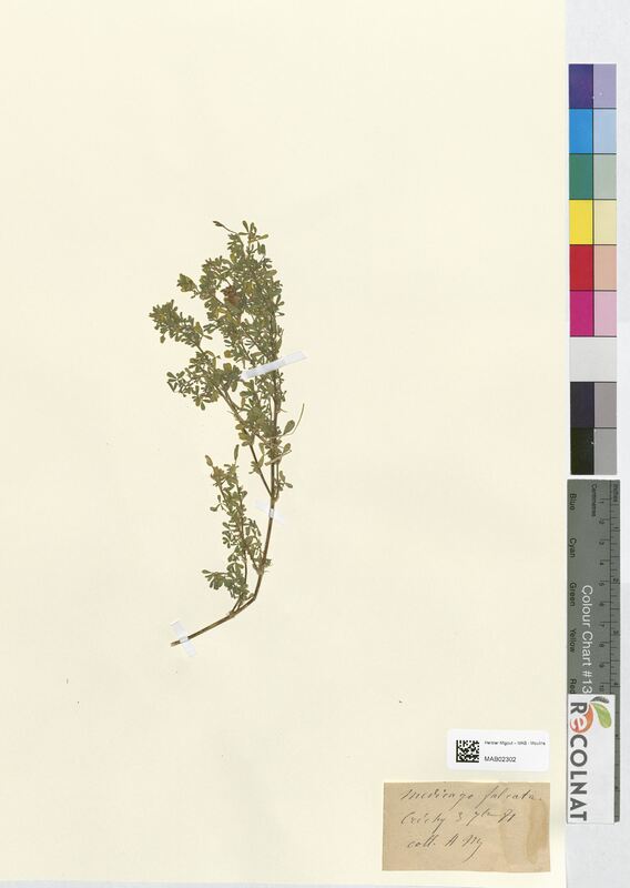 Medicago falcata (Fabaceae)