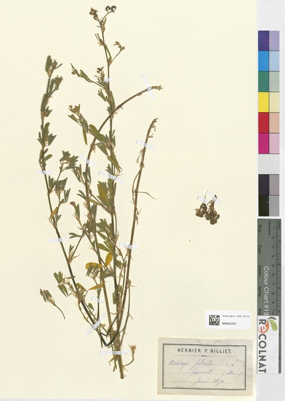 Medicago falcata (Fabaceae)