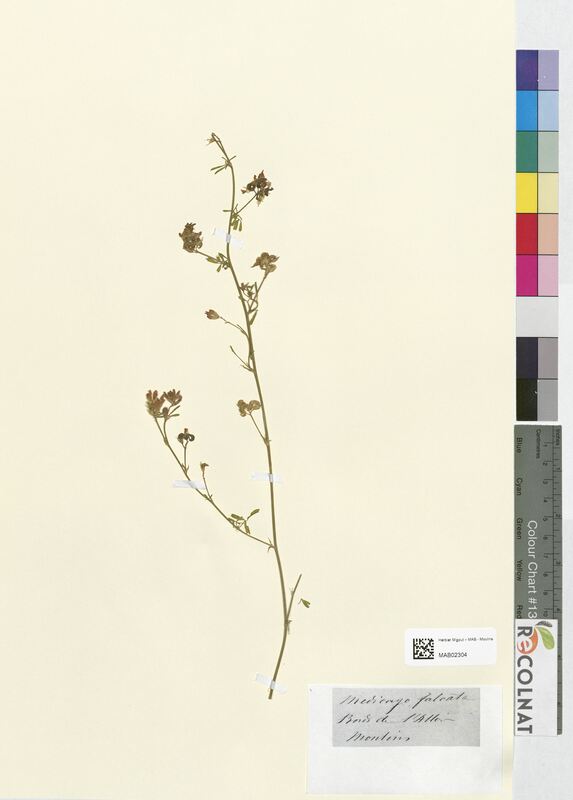 Medicago falcata (Fabaceae)