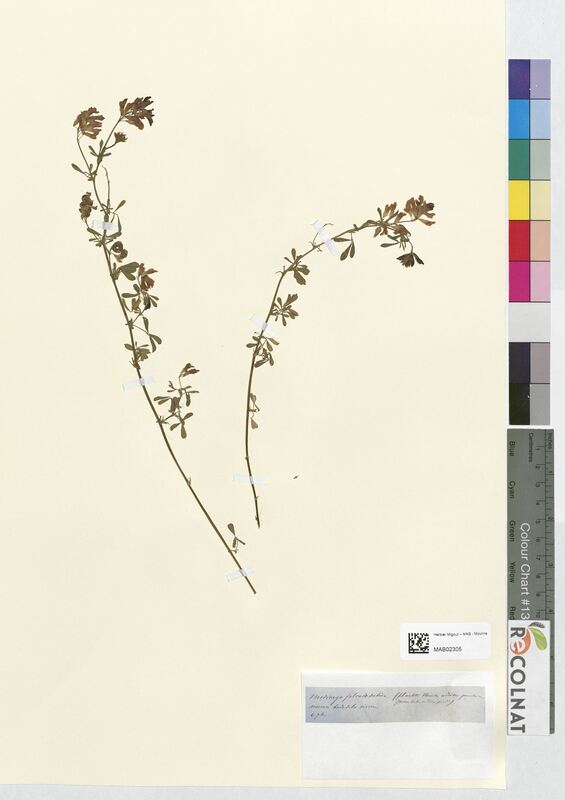 Medicago falcato (Fabaceae)