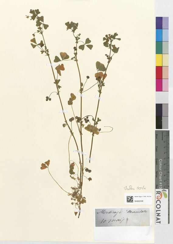 Medicago maculata (Fabaceae)