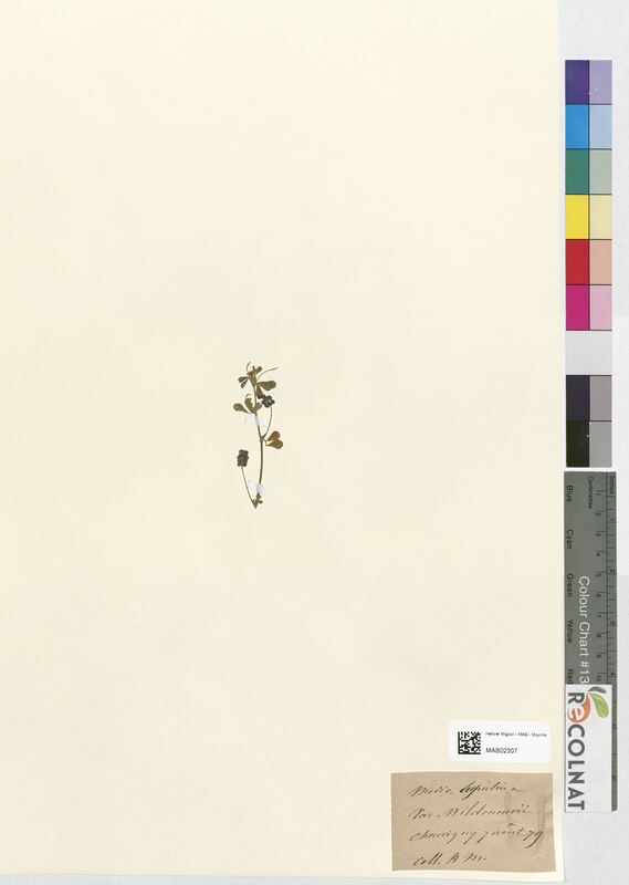 Medicago lupulina (Fabaceae)