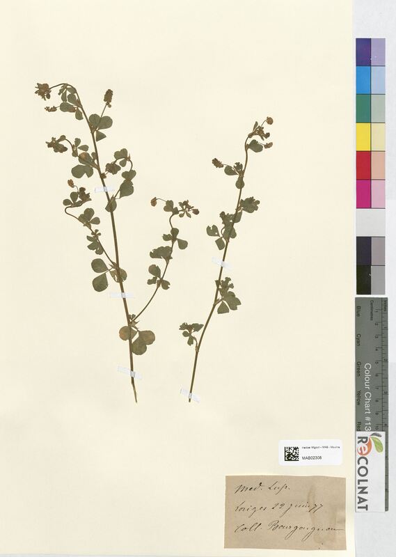 Medicago lupulina (Fabaceae)