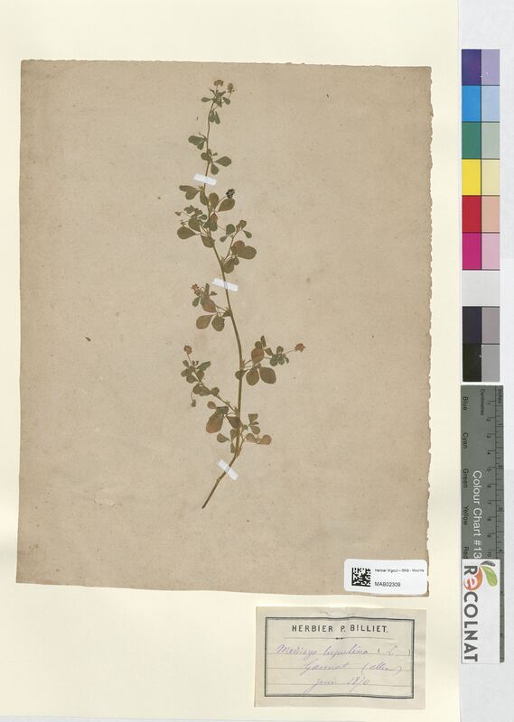 Medicago lupulina (Fabaceae)