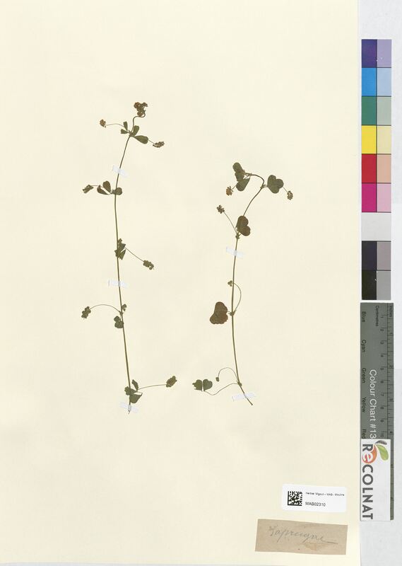 Medicago lupulina (Fabaceae)