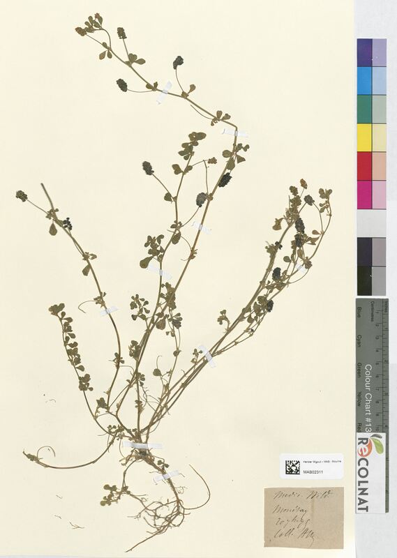 Medicago lupulina (Fabaceae)