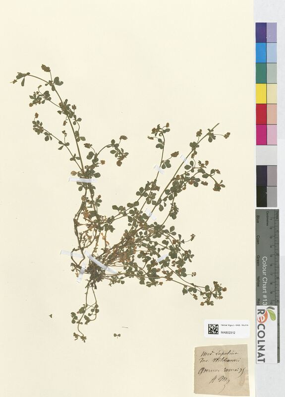 Medicago lupulina (Fabaceae)