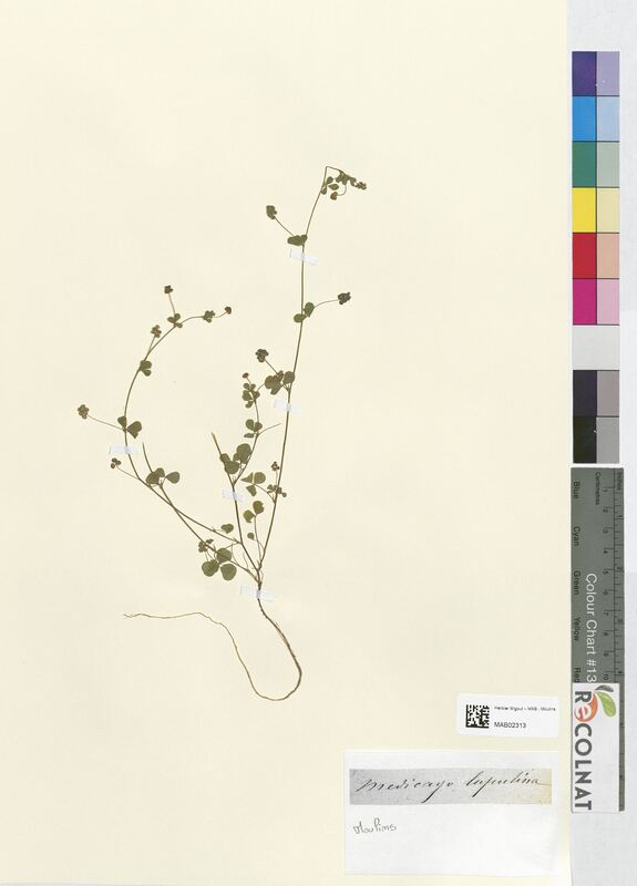 Medicago lupulina (Fabaceae)
