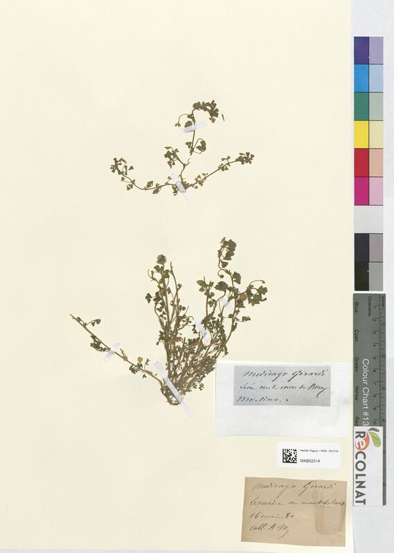 Medicago gerardi (Fabaceae)