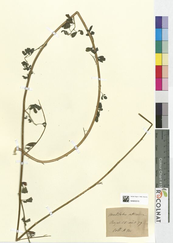 Melilotus altissima (Fabaceae)