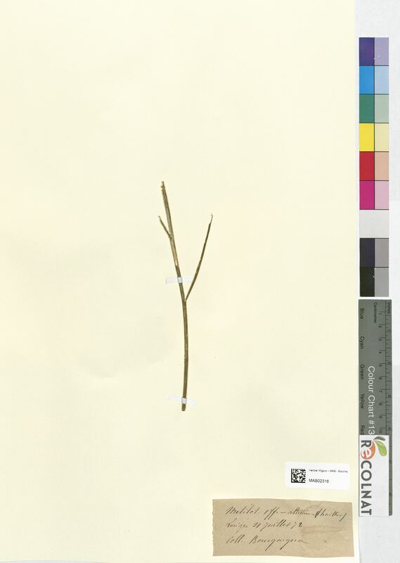 Melilotus altissima (Fabaceae)