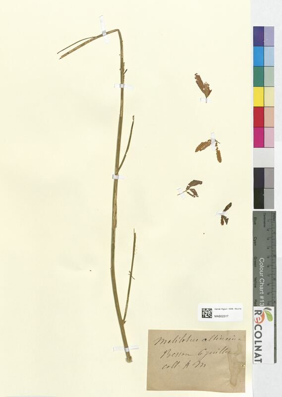 Melilotus altissima (Fabaceae)