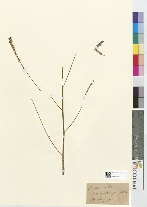 Melilotus alba (Fabaceae)