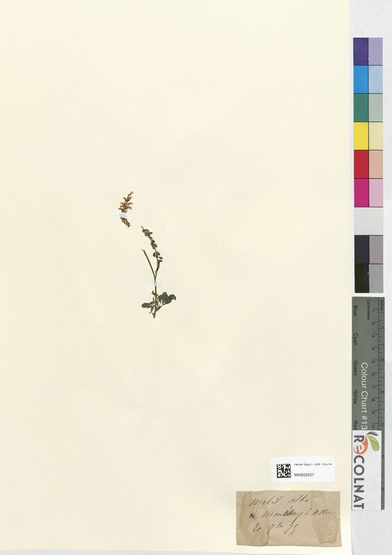 Melilotus alba (Fabaceae)