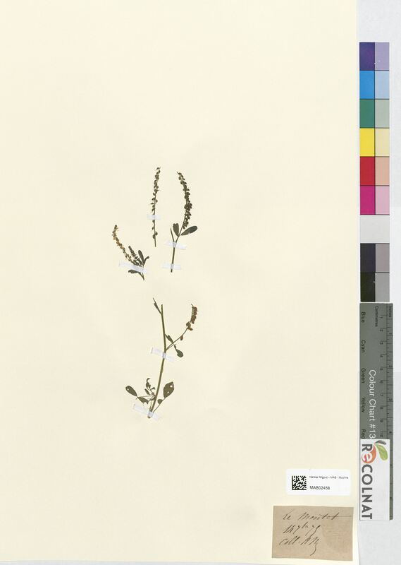 Melilotus alba (Fabaceae)