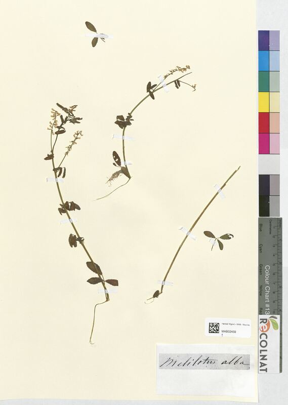 Melilotus alba (Fabaceae)