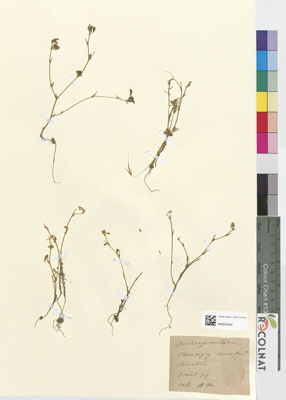 Medicago minima (Fabaceae)