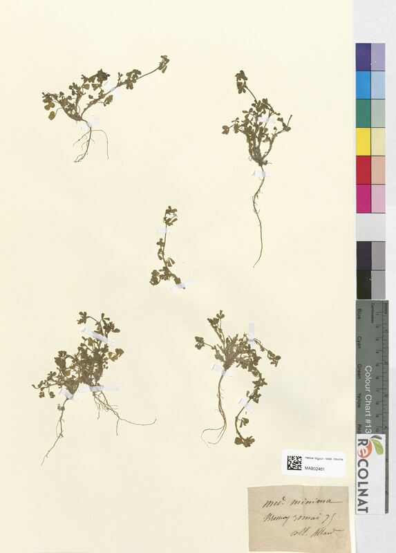 Medicago minima (Fabaceae)