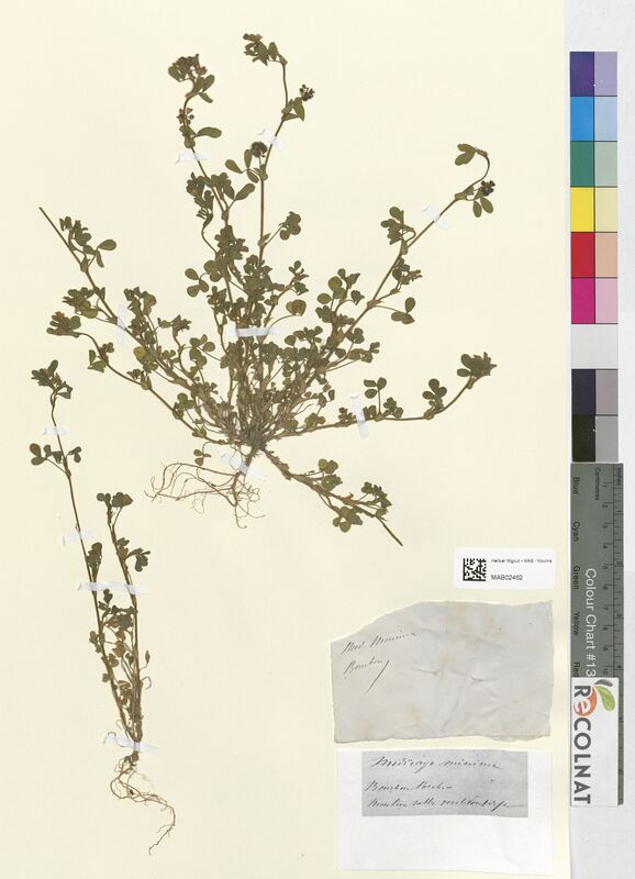 Medicago minima (Fabaceae)