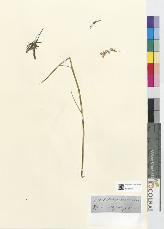 Melilotus arvensis (Fabaceae)