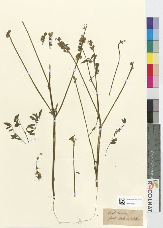 Onobrychis sativa (Fabaceae)