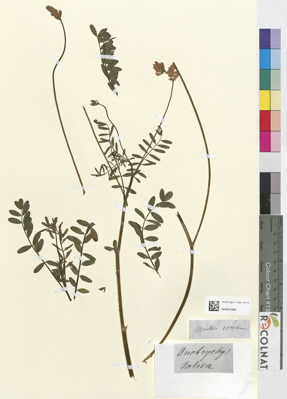 Onobrychis sativa (Fabaceae)