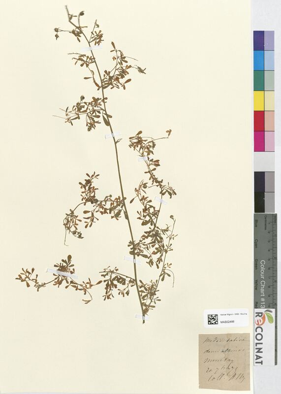 Medicago sativa (Fabaceae)