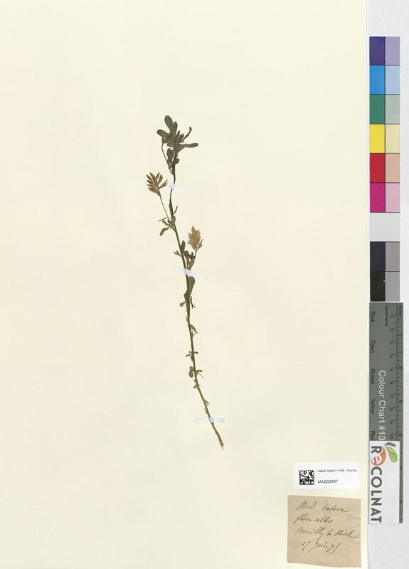 Medicago sativa (Fabaceae)