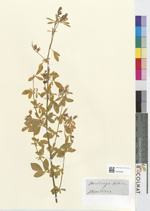 Medicago sativa (Fabaceae)