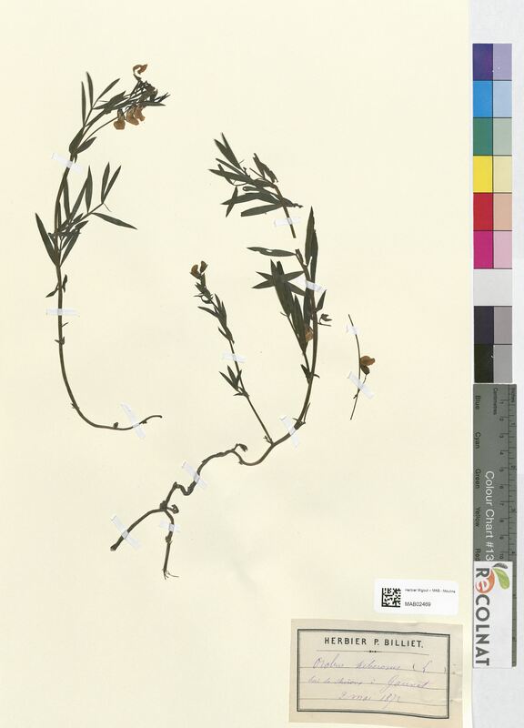 Orobus tuberosus (Fabaceae)