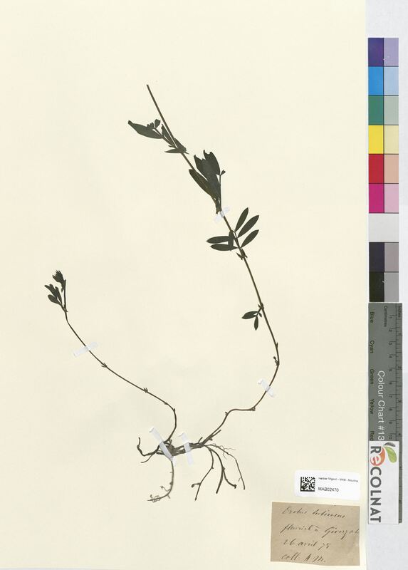 Orobus tuberosus (Fabaceae)