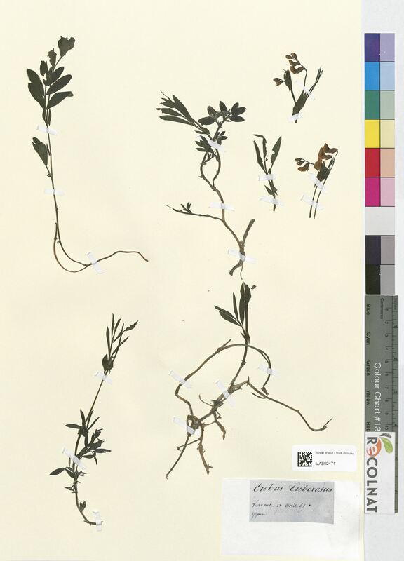 Orobus tuberosus (Fabaceae)