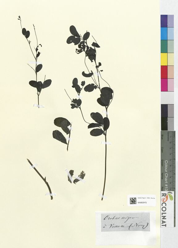 Orobus niger (Fabaceae)